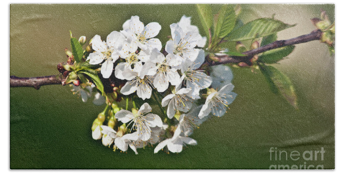 White Apple Blossoms Hand Towel featuring the photograph White Apple Blossoms by Silva Wischeropp