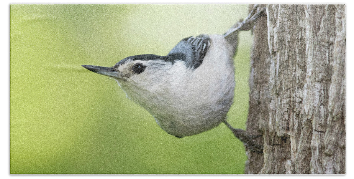 White-breasted Nuthatch Hand Towel featuring the photograph White-breasted Nuthatch by Jim Zablotny