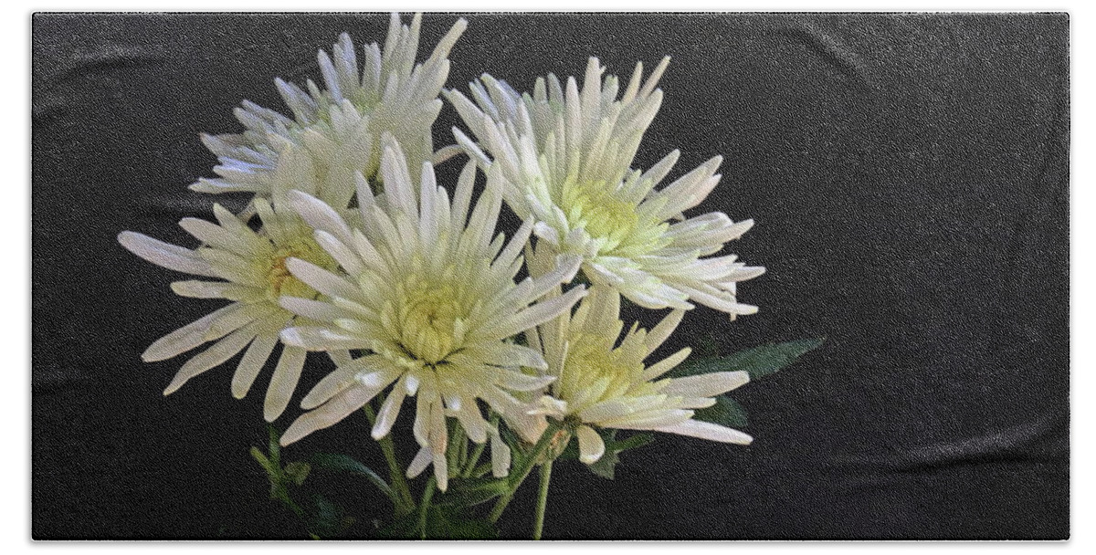 Chrysanthemum Bath Towel featuring the photograph White Chrysanthemums by Jeff Townsend
