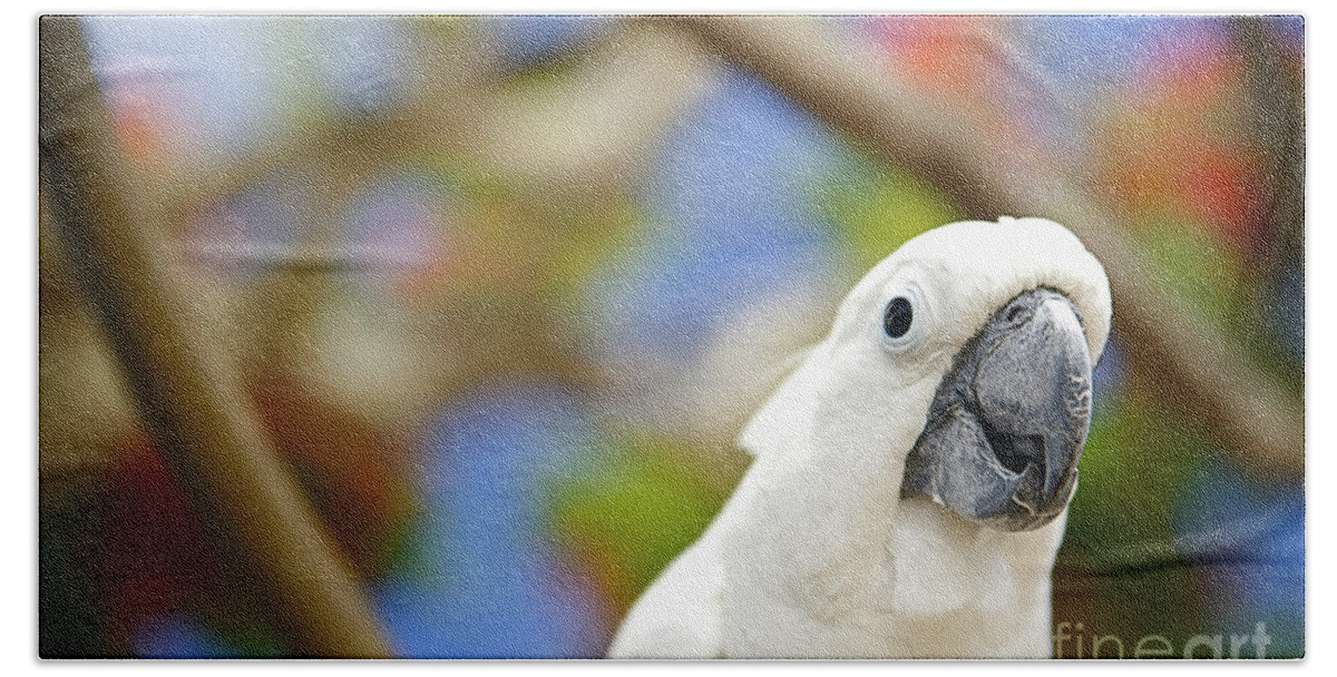 Animal Art Hand Towel featuring the photograph White Cockatoo bird by Kicka Witte - Printscapes
