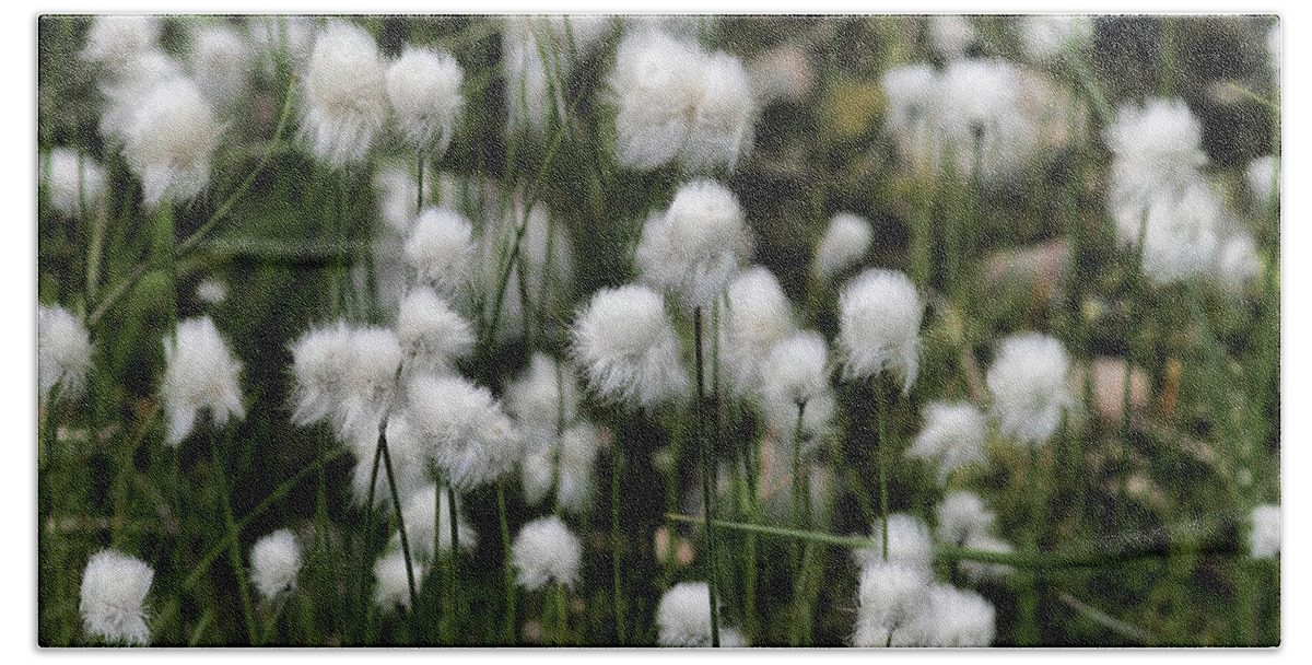 Cottongrass Hand Towel featuring the photograph White Cottongrass by Pekka Sammallahti