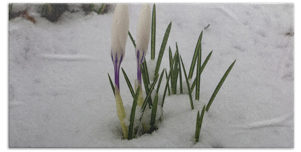 Crocus Hand Towel featuring the photograph White Crocus in Snow by Jeff Severson