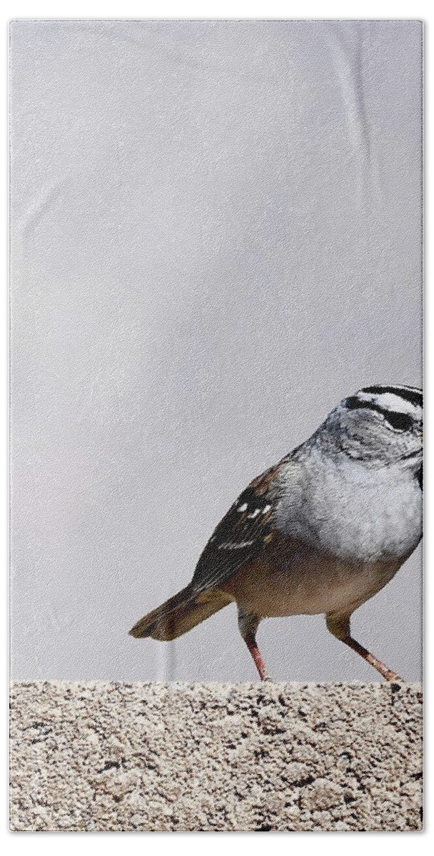 Bird Hand Towel featuring the photograph White Crowned Sparrow by Hella Buchheim