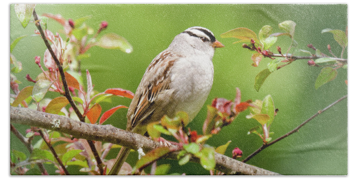 White-crowned Sparrow Hand Towel featuring the photograph White-crowned Sparrow by Kristin Hatt