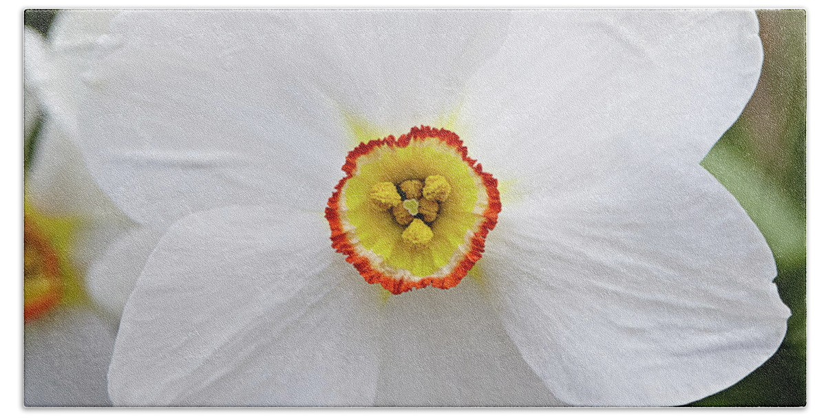Garden Bath Sheet featuring the photograph White daffodil by Garden Gate magazine