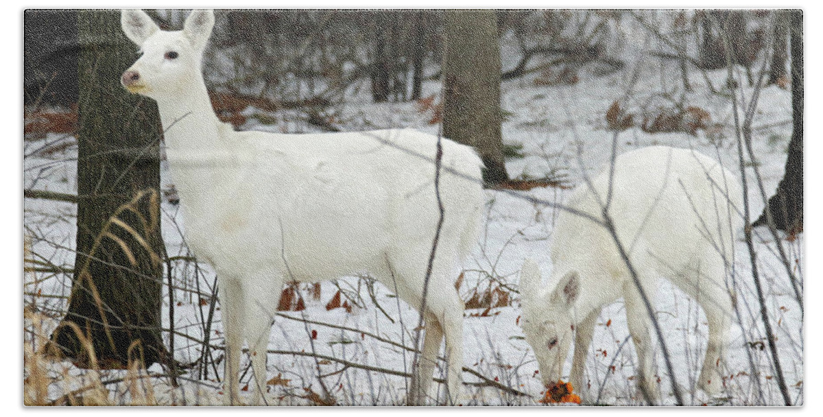 White Bath Towel featuring the photograph White Deer With Squash 4 by Brook Burling