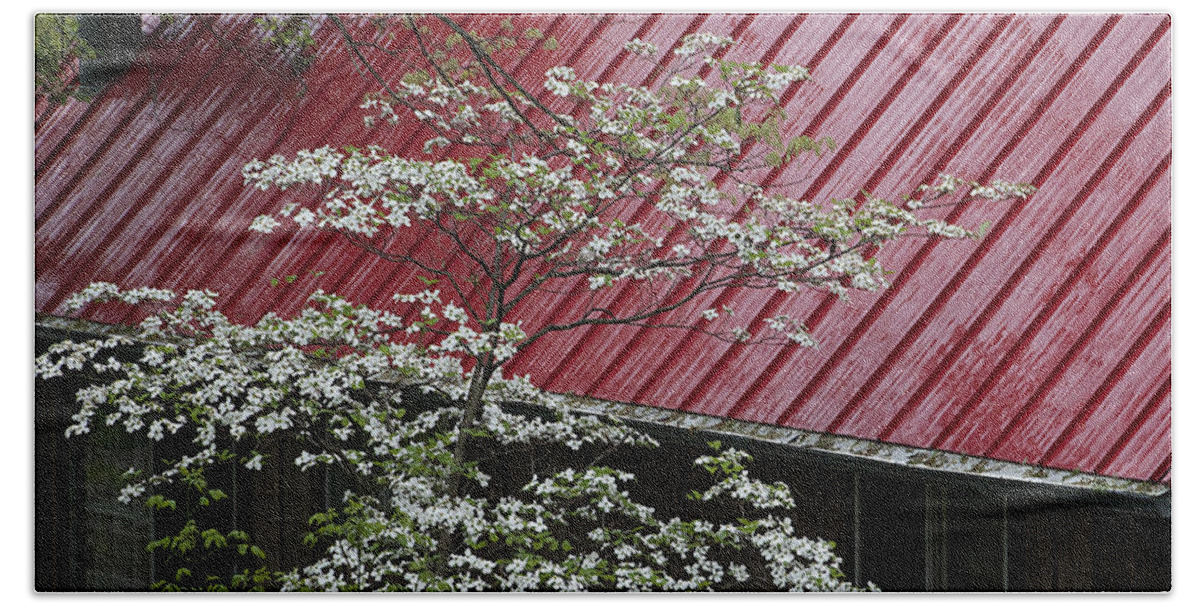 Tree Hand Towel featuring the photograph White Dogwood in the Rain by Mitch Spence