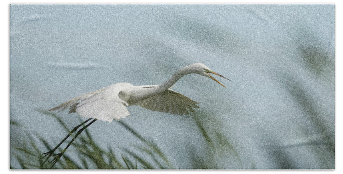 Great Egret Bath Towel featuring the photograph White Egret 2016-2 by Thomas Young