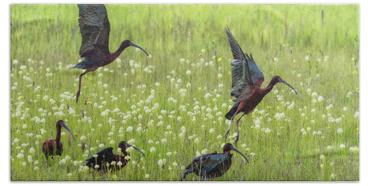 White-faced Ibis Hand Towel featuring the photograph White-Faced Ibis Rising, No. 1 by Belinda Greb