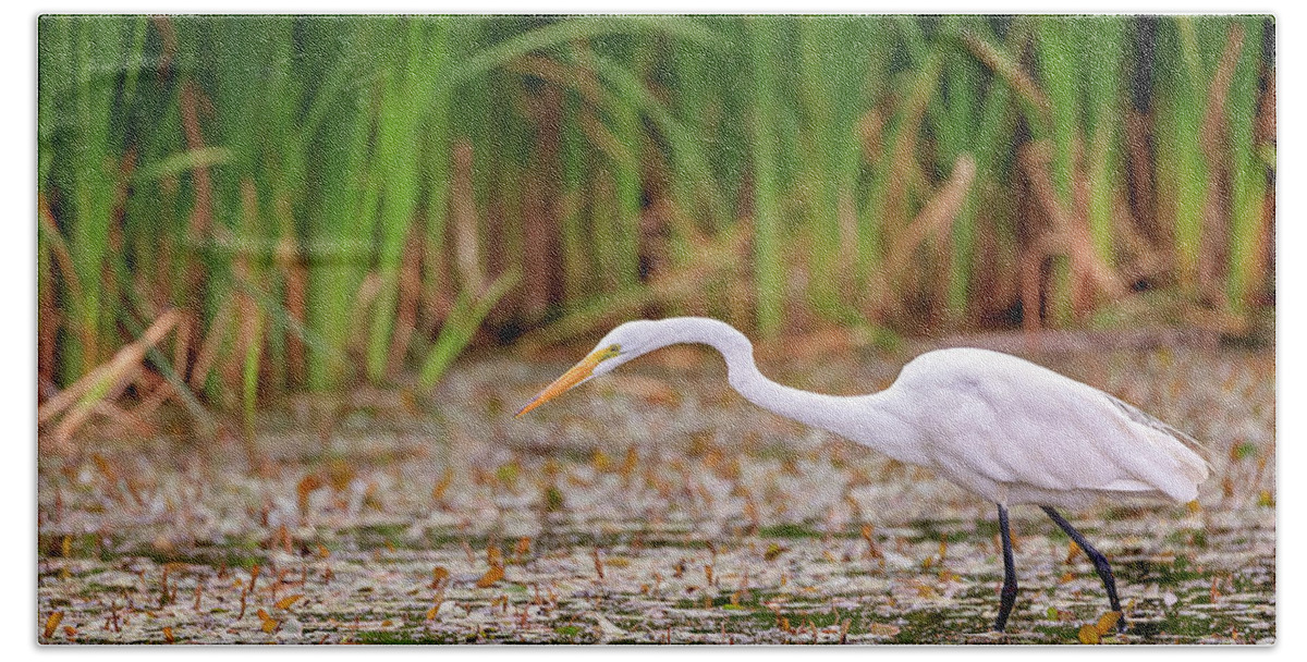 Animal Bath Towel featuring the photograph White, Great Egret by Peter Lakomy