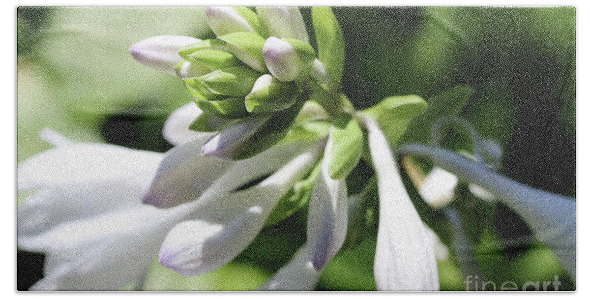  Floral Bath Towel featuring the photograph White Hosta Bloom by Mary Haber