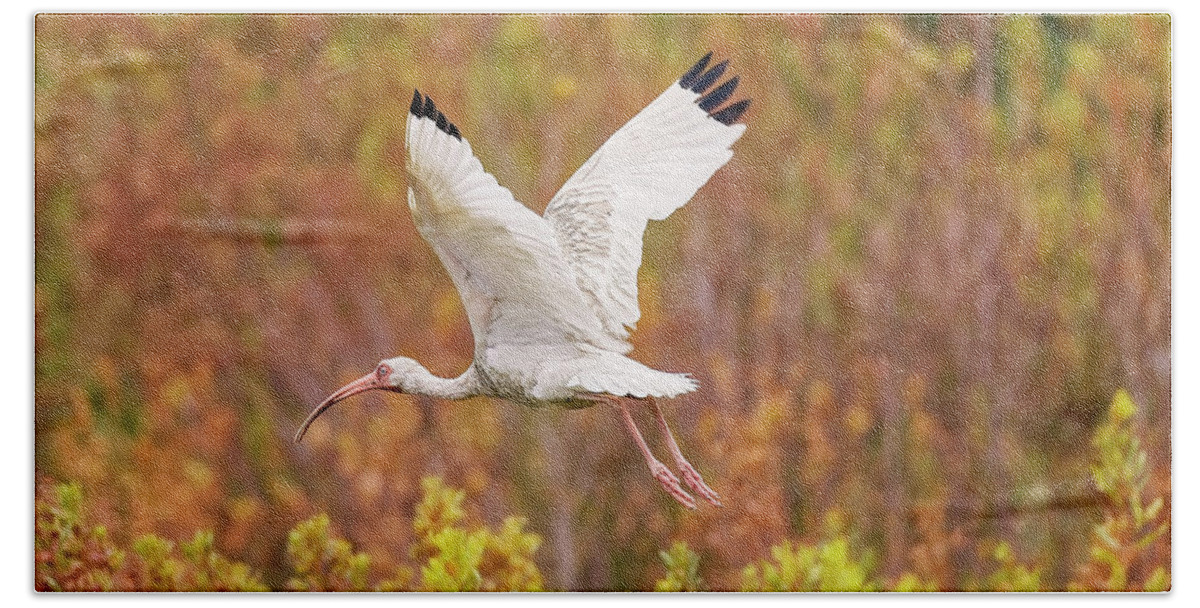 Albus Hand Towel featuring the photograph White Ibis in Hilton Head Island by Peter Lakomy