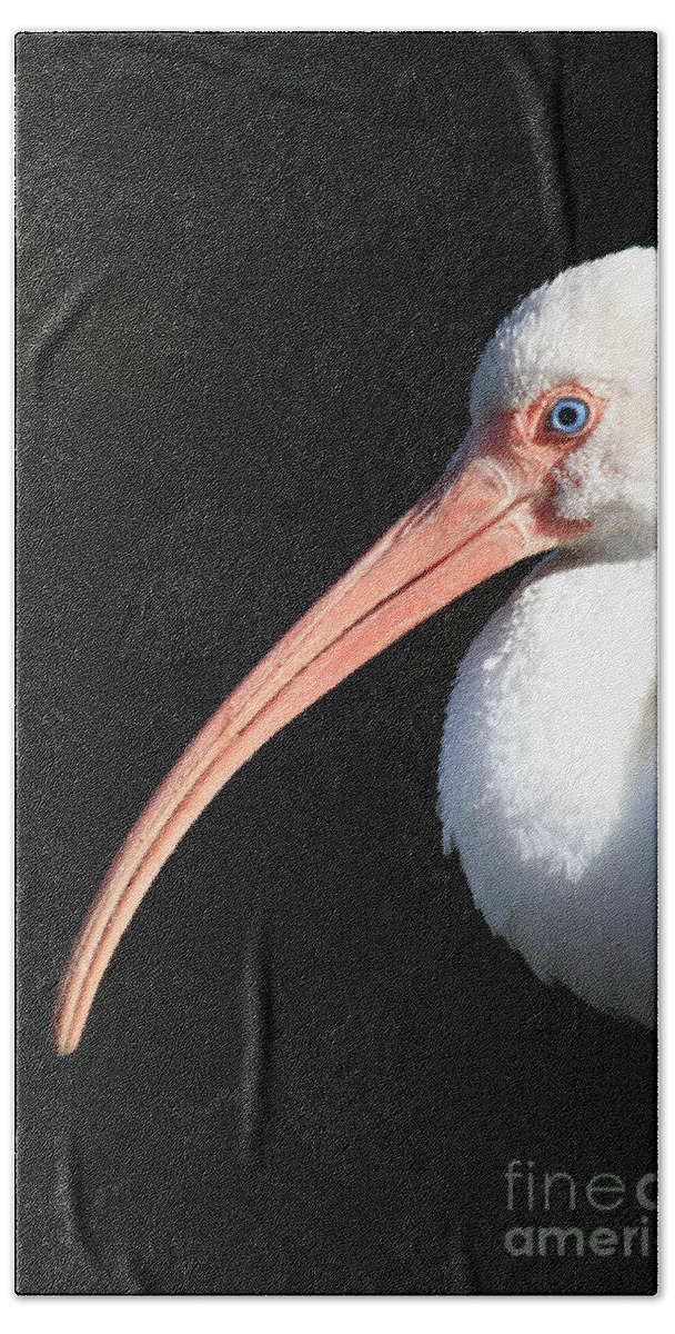 White Ibis Hand Towel featuring the photograph White Ibis Profile by Carol Groenen