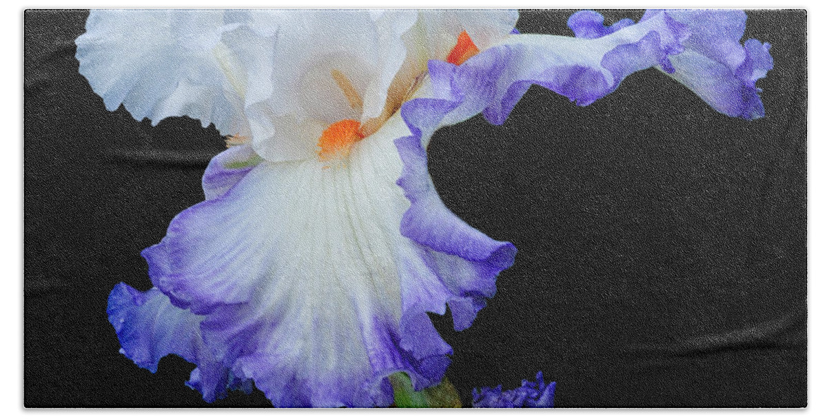 White Iris Bath Towel featuring the photograph White Iris With A Purple Fringe by Dave Mills