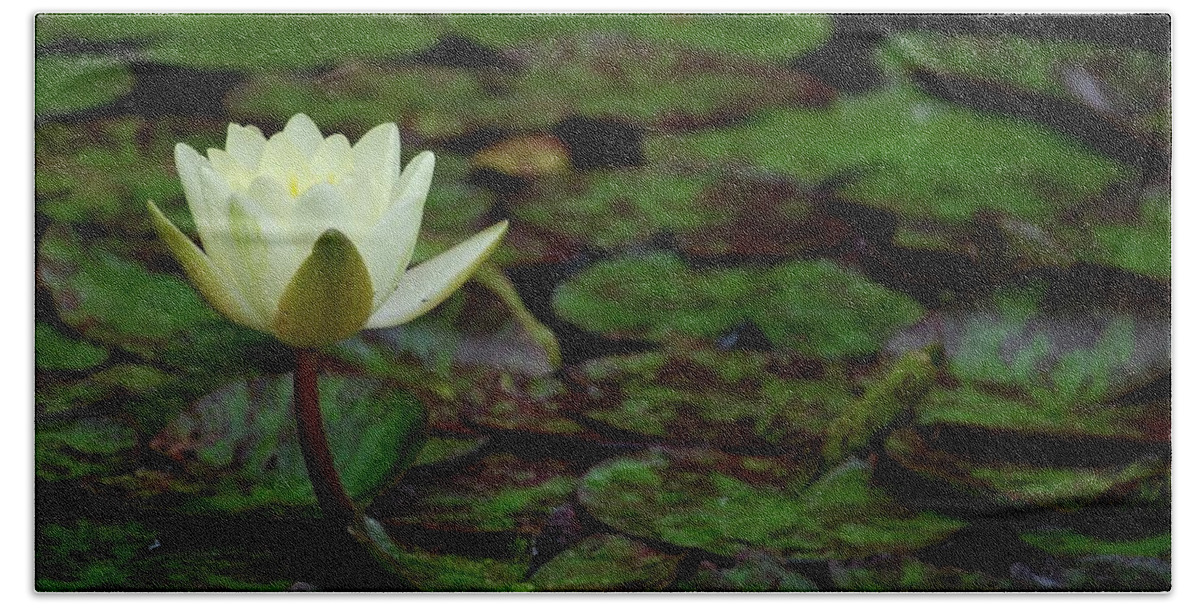 Water Lily Hand Towel featuring the photograph White Lily in the Pond by Amee Cave