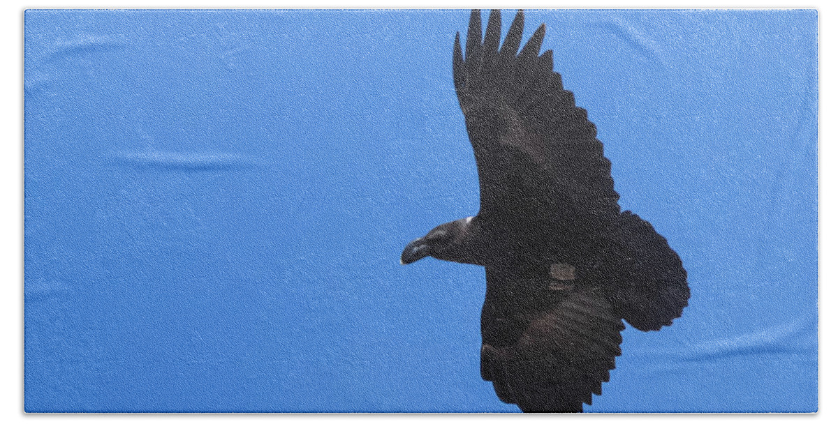 Africa Hand Towel featuring the photograph White-Necked Raven Soaring Along Kilimanjaro by Jeff at JSJ Photography