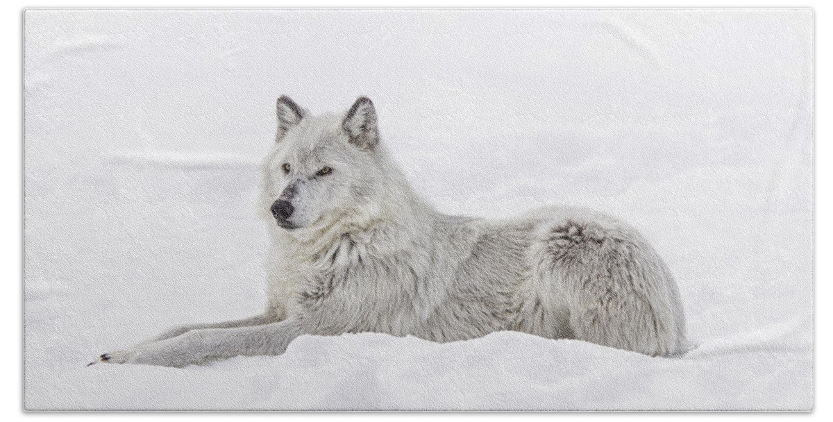 Wolf Hand Towel featuring the photograph White on White by Peg Runyan