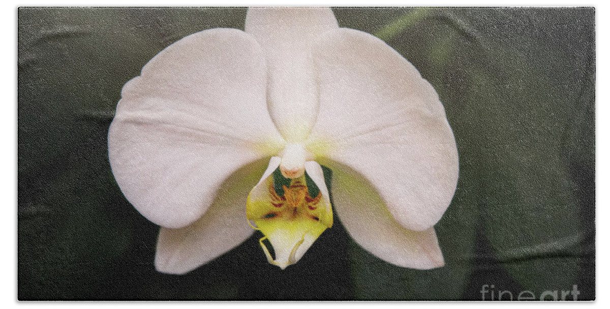 Flower Bath Towel featuring the photograph White Orchid by Sharon McConnell