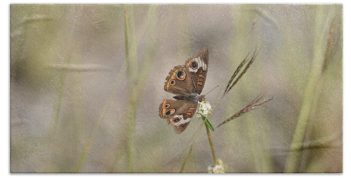 Butterfly Hand Towel featuring the photograph Buckeye Butterfly Resting On White Flowers - Horizontal by Artful Imagery