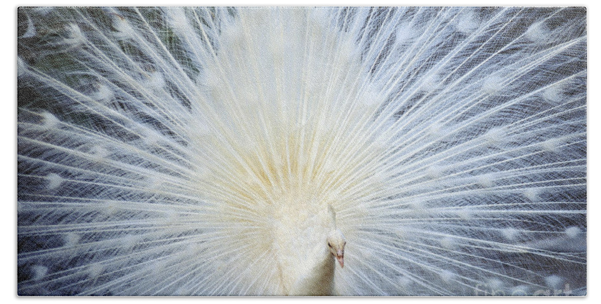 Albino Hand Towel featuring the photograph White Peacock by Rita Ariyoshi - Printscapes