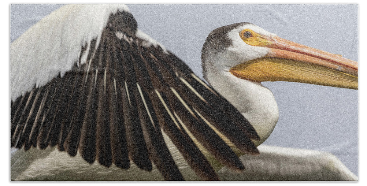 American White Pelican Hand Towel featuring the photograph White Pelican 2016-3 by Thomas Young