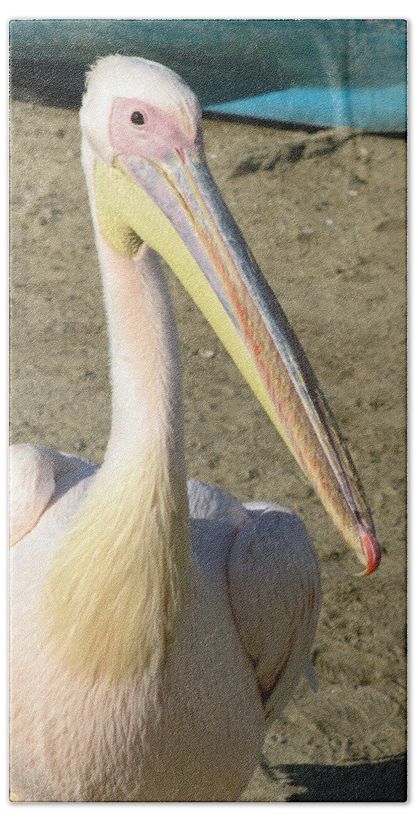 White Pelican Hand Towel featuring the photograph White Pelican by Sally Weigand