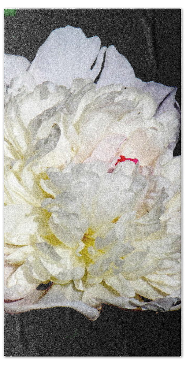 Photograph Bath Towel featuring the photograph White Peony II by Delynn Addams