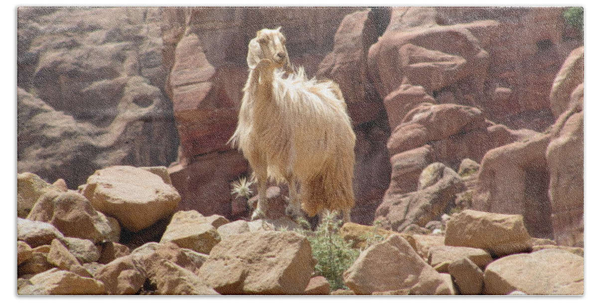 Tree Life Hand Towel featuring the photograph White Petra Goat by Donna L Munro