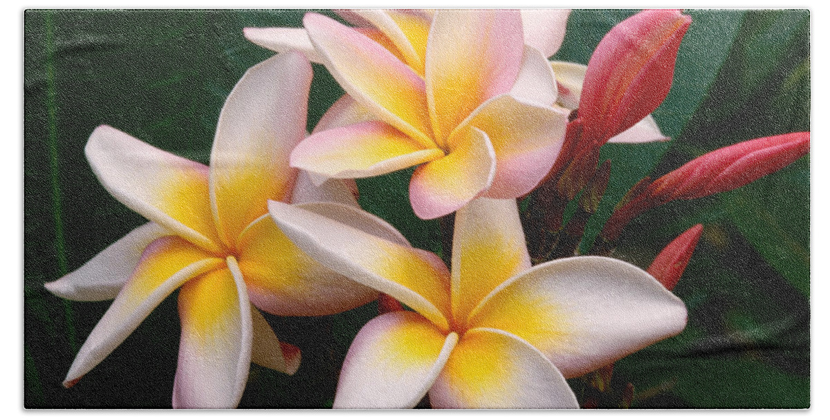 Bloom Hand Towel featuring the photograph White Plumeria by Himani - Printscapes