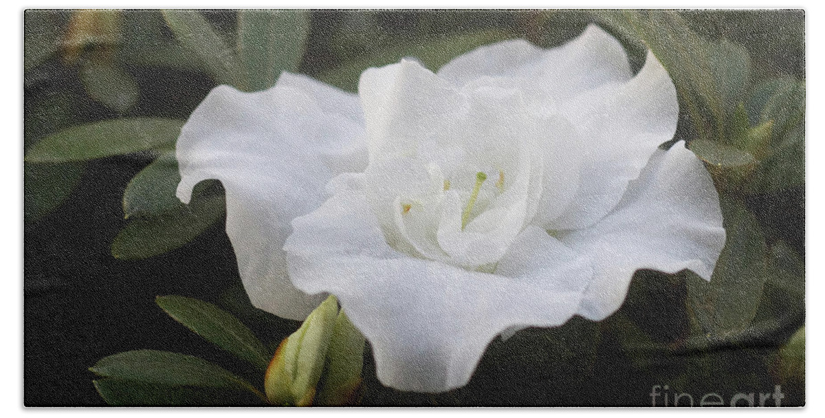 Prott Hand Towel featuring the photograph White Rhododendron 1 by Rudi Prott