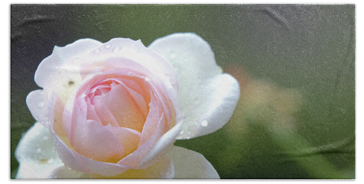 Rose Bath Towel featuring the photograph White rose by Agnes Caruso