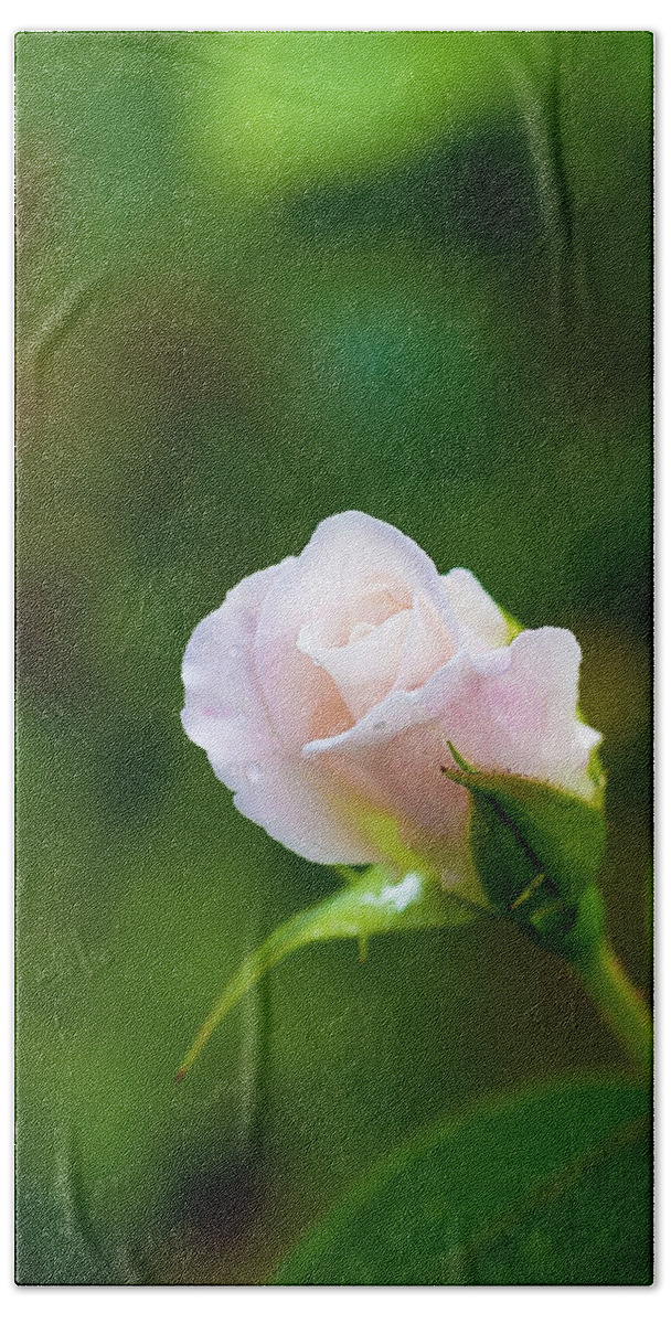 Rose Hand Towel featuring the photograph White Rose by Karen Jack