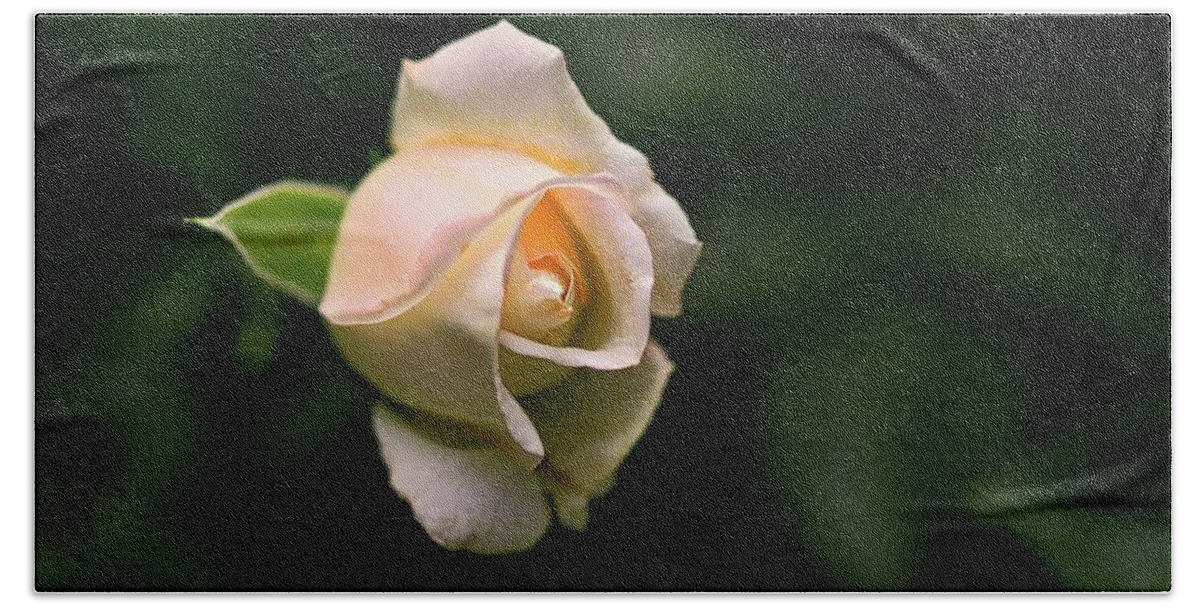 White Bath Towel featuring the photograph White Rosebud by Richard Gregurich