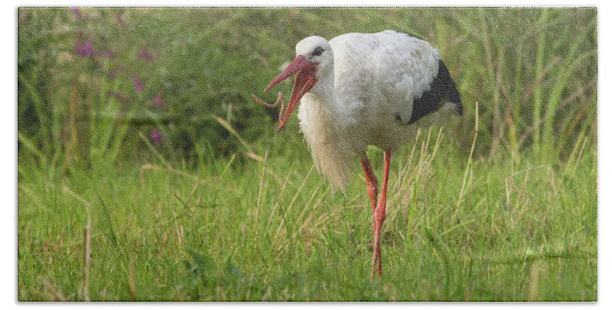 White Bath Towel featuring the photograph White stork feeding by Mircea Costina Photography