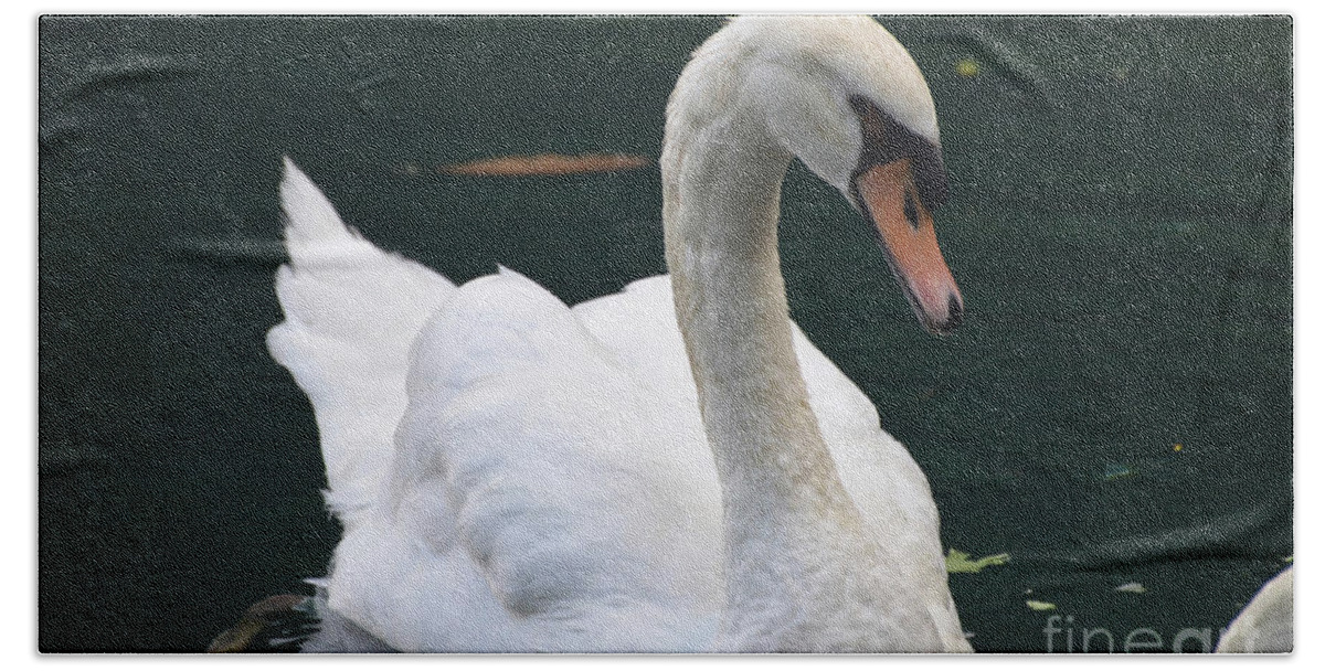 Swan Bath Towel featuring the photograph White Swan Swimming in a Lake on a Spring Day by DejaVu Designs