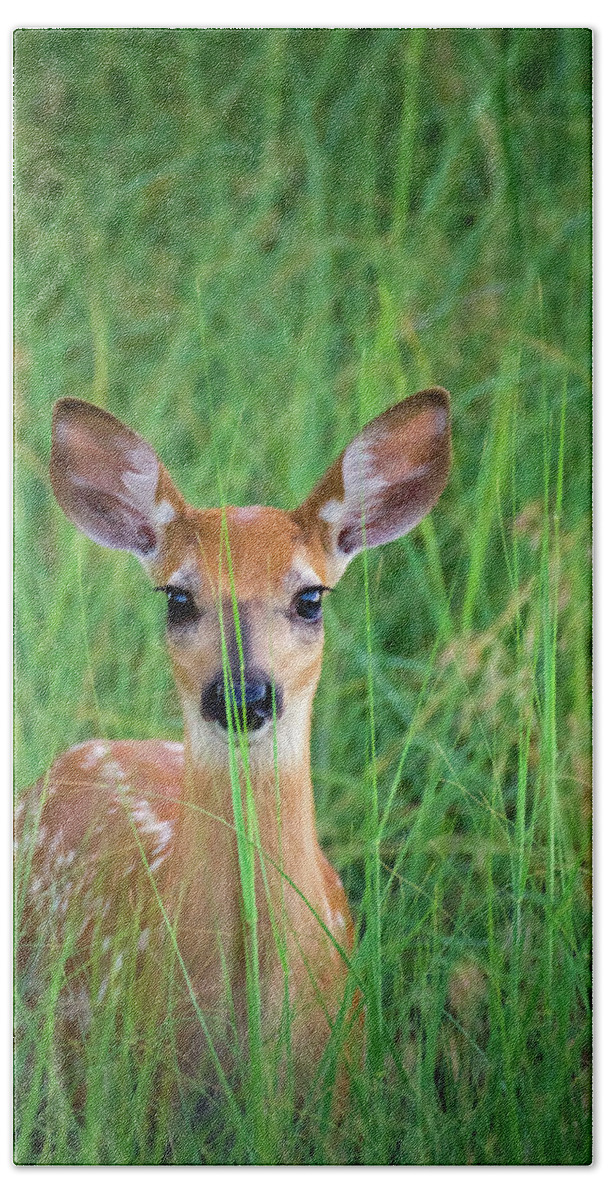 Autumn Bath Towel featuring the photograph White-tailed Deer Fawn In Grass by John De Bord