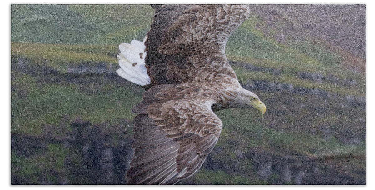 White-tailed Eagle Hand Towel featuring the photograph White-Tailed Eagle Banks by Pete Walkden