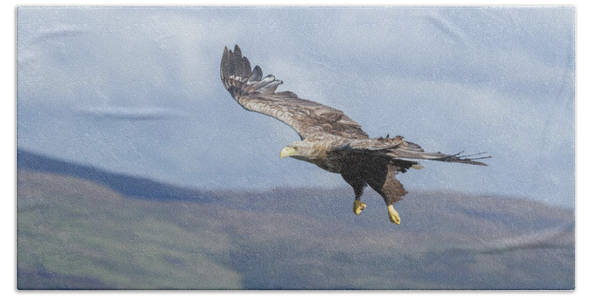 White-tailed Eagle Hand Towel featuring the photograph White-Tailed Eagle On Mull by Pete Walkden