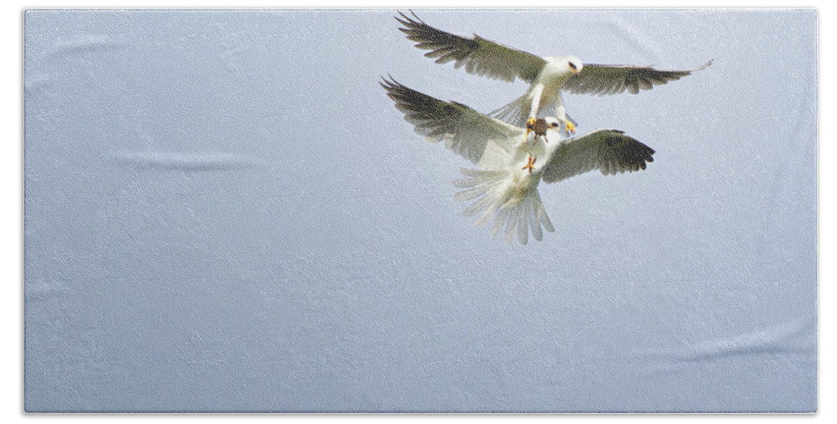 White-tailed Kites Bath Towel featuring the photograph White-Tailed Kites Food Exchange by Susan Gary