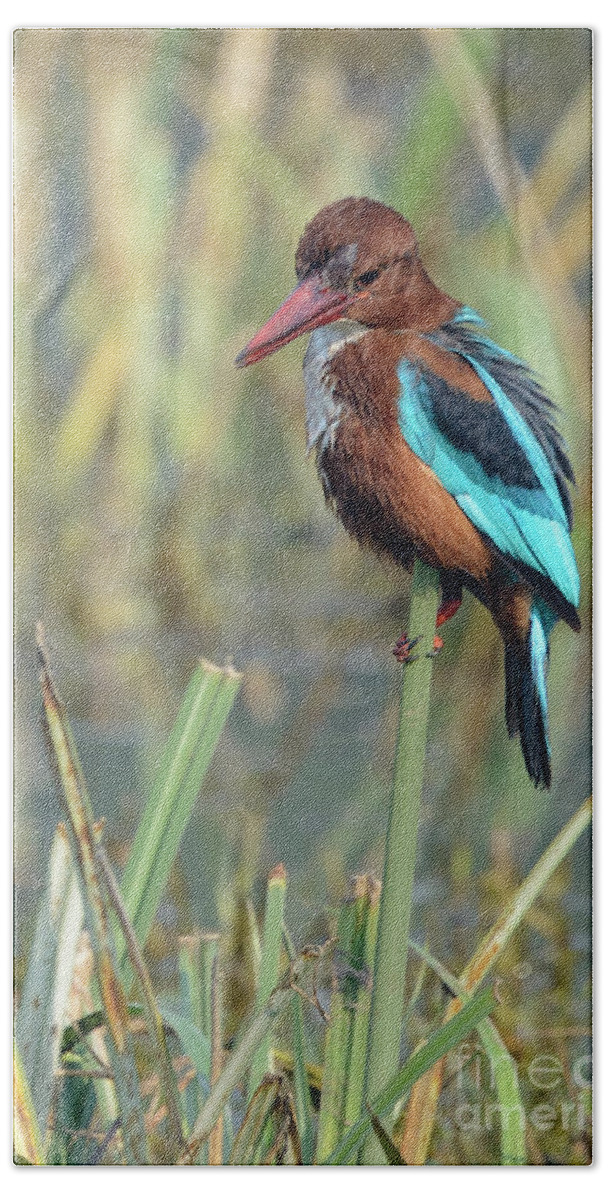 Bird Bath Towel featuring the photograph White-throated Kingfisher 13 by Werner Padarin