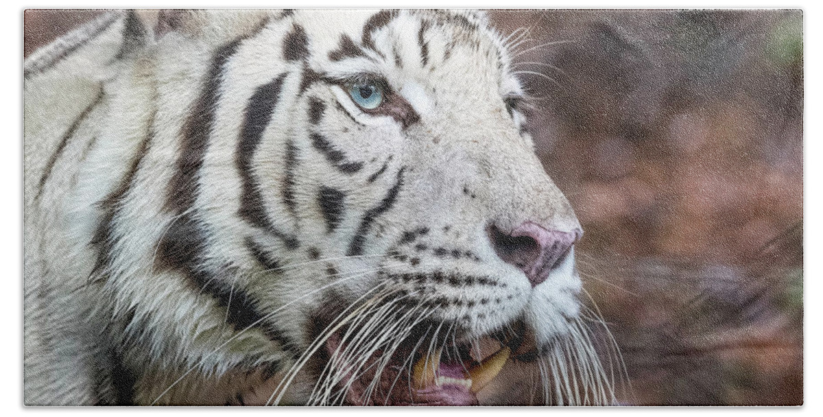 Tiger Bath Towel featuring the photograph White Tiger 1 by Nadia Sanowar