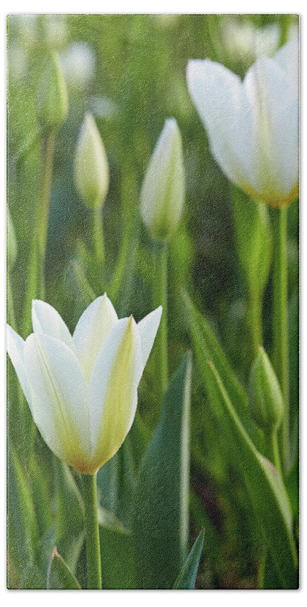 Garden Bath Sheet featuring the photograph White tulip by Garden Gate magazine