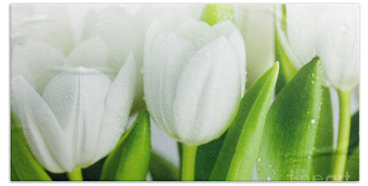 Dew Hand Towel featuring the photograph White Tulips by Nailia Schwarz