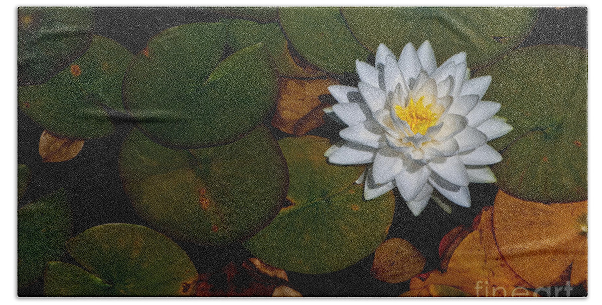 Beautiful Hand Towel featuring the photograph White Water Lily by Venetta Archer