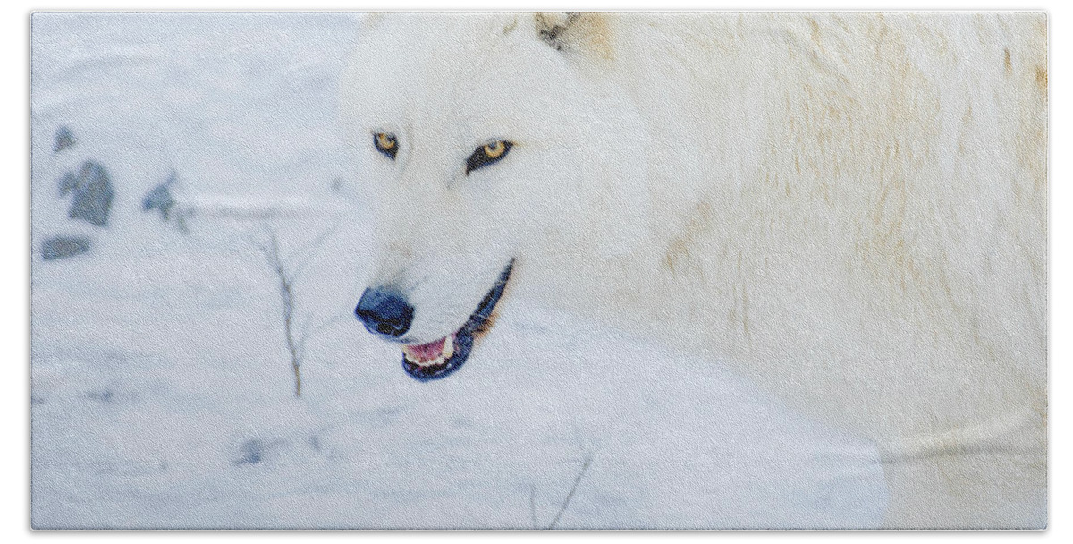 Snow Bath Towel featuring the photograph White Wolf On A Snowy Day by Jennifer Craft