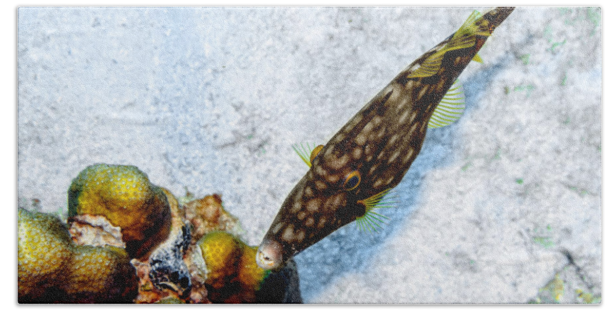 Whitespotted Filefish Bath Towel featuring the photograph Whitespotted Filefish by Perla Copernik