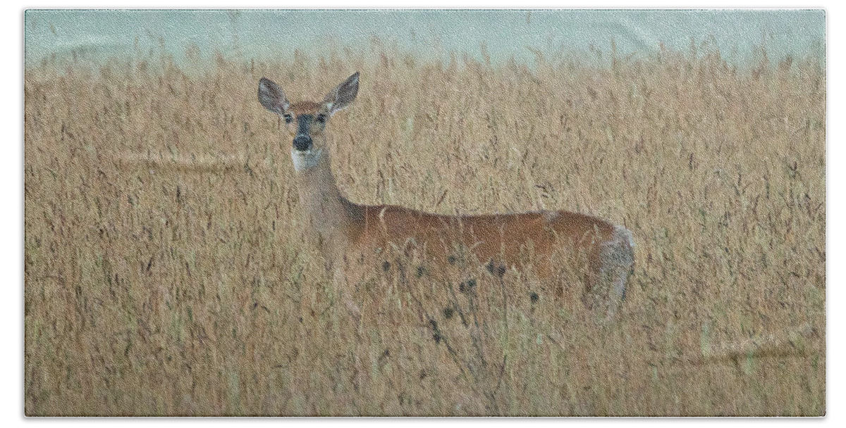 Animal Bath Towel featuring the photograph Whitetail Deer 5380 by Michael Peychich