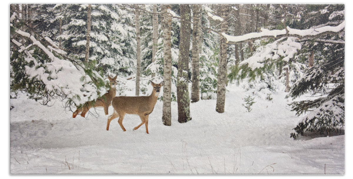 Whitetail Deer In Woods Hand Towel featuring the photograph Whitetail Deer Winter Stroll by Gwen Gibson