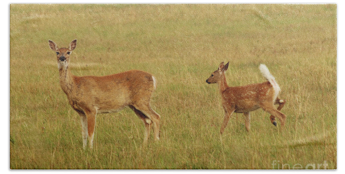 Doe Bath Towel featuring the photograph Whitetail Doe and Fawn by Alyce Taylor