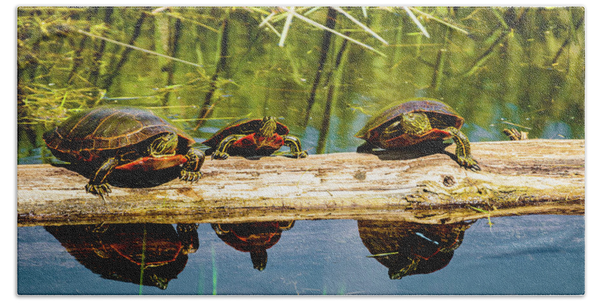 Painted Turtles Bath Towel featuring the photograph Who called this meeting by Albert Seger